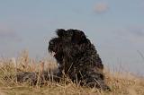 BOUVIER DES FLANDRES 264